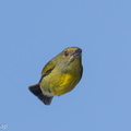 Crimson-breasted_Flowerpecker-250419-103FRYAP-FYA09488-W.jpg