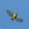 Crimson-breasted_Flowerpecker-250427-105FRYAP-FYA07047-W.jpg