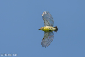 Crimson-breasted Flowerpecker-250427-105FRYAP-FYA08306-W.jpg