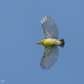 Crimson-breasted_Flowerpecker-250427-105FRYAP-FYA08306-W.jpg