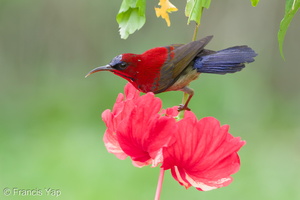 Crimson Sunbird-100904-102EOS7D-IMG_9380-W.jpg (2512 visits) Crimson Sunbird at Mandai Orchid Garden Crimson Sunbird-100904-102EOS7D-IMG_9380-W.jpg