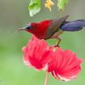 Crimson_Sunbird-100904-102EOS7D-IMG_9380-W.jpg