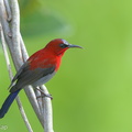 Crimson_Sunbird-131226-112EOS1D-FY1X5426-W.jpg