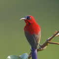 Crimson_Sunbird-171110-115EOS1D-F1X21760-W.jpg