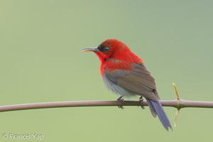 Crimson Sunbird-191213-107MSDCF-FYP04169-W.jpg (4670 visits) Crimson Sunbird at Jelutong Tower Crimson Sunbird-191213-107MSDCF-FYP04169-W.jpg