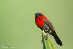 Crimson Sunbird-210302-101MSDCF-FRY04609-W.jpg (2765 visits) Crimson Sunbird at Singapore Quarry Crimson Sunbird-210302-101MSDCF-FRY04609-W.jpg