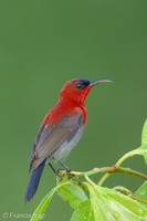 Crimson Sunbird-250404-102FRYAP-FYA00205-W.jpg (1677 visits) Crimson Sunbird at Jelutong Tower Crimson Sunbird-250404-102FRYAP-FYA00205-W.jpg