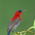 Crimson_Sunbird-250404-102FRYAP-FYA00205-W.jpg
