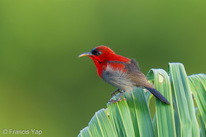Crimson Sunbird-260121-152FRYAP-FYA02287-W.jpg