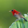 Crimson Sunbird-260121-152FRYAP-FYA02287-W.jpg