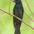 Crow-billed_Drongo-161023-106EOS1D-F1X20874-W.jpg