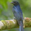 Crow-billed_Drongo-171002-113EOS1D-F1X23123-W.jpg