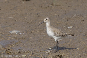 Curlew Sandpiper-120928-102EOS1D-FY1X0600-W.jpg