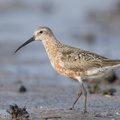 Curlew_Sandpiper-130822-109EOS1D-FY1X8486-W.jpg
