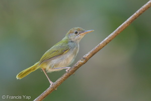 Dark-necked Tailorbird-150722-100EOS5D-FY5S2845-W.jpg