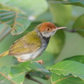 Dark-necked Tailorbird-190710-118ND500-FYP_2534-W.jpg