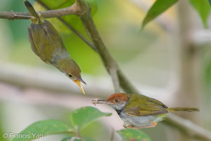 Dark-necked Tailorbird-190816-119ND500-FYP_6376-W.jpg
