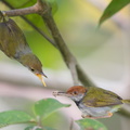 Dark-necked_Tailorbird-190816-119ND500-FYP_6376-W.jpg