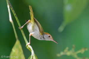 Dark-necked Tailorbird-250619-111FRYAP-FYA08485-W.jpg