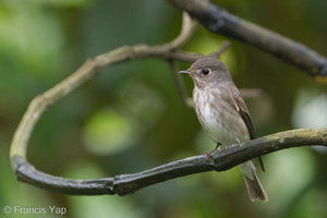 Dark-sided Flycatcher-120421-110EOS1D-FYAP7562-W.jpg (4442 visits) Dark-sided Flycatcher at Hindhede Nature Park Dark-sided Flycatcher-120421-110EOS1D-FYAP7562-W.jpg