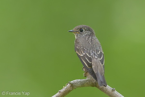 Dark-sided Flycatcher-131027-111EOS1D-FY1X0947-W.jpg (4421 visits) Dark-sided Flycatcher at Bidadari Dark-sided Flycatcher-131027-111EOS1D-FY1X0947-W.jpg