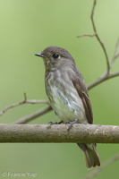 Dark-sided Flycatcher-140924-118EOS1D-FY1X6034-W.jpg (4450 visits) Dark-sided Flycatcher at Bidadari Dark-sided Flycatcher-140924-118EOS1D-FY1X6034-W.jpg