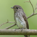 Dark-sided_Flycatcher-140924-118EOS1D-FY1X6034-W.jpg
