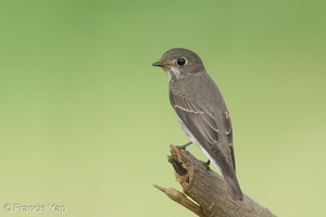 Dark-sided Flycatcher-161203-107EOS1D-F1X26729-W.jpg (4669 visits) Dark-sided Flycatcher at Bidadari Dark-sided Flycatcher-161203-107EOS1D-F1X26729-W.jpg