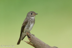 Dark-sided Flycatcher-161203-107EOS1D-F1X26819-W.jpg (4624 visits) Dark-sided Flycatcher at Bidadari Dark-sided Flycatcher-161203-107EOS1D-F1X26819-W.jpg