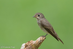Dark-sided Flycatcher-161203-107EOS1D-F1X27493-W.jpg (4517 visits) Dark-sided Flycatcher at Bidadari Dark-sided Flycatcher-161203-107EOS1D-F1X27493-W.jpg