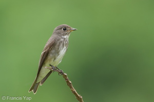 Dark-sided Flycatcher-161203-107EOS1D-F1X27760-W.jpg (4481 visits) Dark-sided Flycatcher at Bidadari Dark-sided Flycatcher-161203-107EOS1D-F1X27760-W.jpg