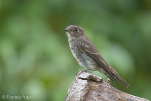 Dark-sided Flycatcher-171108-115EOS1D-F1X20193-W.jpg (4451 visits) Dark-sided Flycatcher at Bidadari Dark-sided Flycatcher-171108-115EOS1D-F1X20193-W.jpg