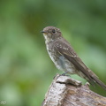 Dark-sided_Flycatcher-171108-115EOS1D-F1X20193-W.jpg