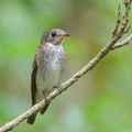 Dark-sided Flycatcher-251129-138FRYAP-FYA00902-W.jpg