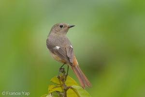 Daurian Redstart-130213-105EOS1D-FY1X5930-W.jpg (4347 visits) Daurian Redstart at Satay by the Bay Daurian Redstart-130213-105EOS1D-FY1X5930-W.jpg