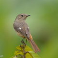 Daurian_Redstart-130213-105EOS1D-FY1X5930-W.jpg