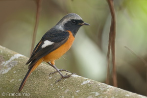Daurian Redstart-191113-103MSDCF-FYP06880-W.jpg (4733 visits) Daurian Redstart at Singapore Botanic Gardens Daurian Redstart-191113-103MSDCF-FYP06880-W.jpg