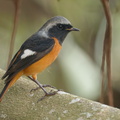 Daurian_Redstart-191113-103MSDCF-FYP06880-W.jpg