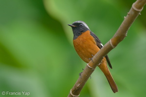 Daurian Redstart-191114-103MSDCF-FYP07788-W.jpg (4527 visits) Daurian Redstart at Singapore Botanic Gardens Daurian Redstart-191114-103MSDCF-FYP07788-W.jpg