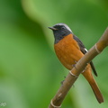 Daurian_Redstart-191114-103MSDCF-FYP07788-W.jpg