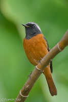 Daurian Redstart-191114-103MSDCF-FYP07837-W.jpg (4540 visits) Daurian Redstart at Singapore Botanic Gardens Daurian Redstart-191114-103MSDCF-FYP07837-W.jpg