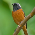 Daurian Redstart-191114-103MSDCF-FYP07837-W.jpg
