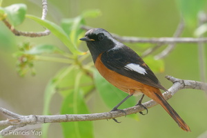Daurian Redstart-200201-111MSDCF-FYP05286-W.jpg (4424 visits) Daurian Redstart at University Town, National University of Singapore Daurian Redstart-200201-111MSDCF-FYP05286-W.jpg
