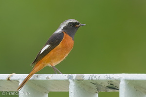 Daurian Redstart-200201-111MSDCF-FYP05551-W.jpg (4474 visits) Daurian Redstart at University Town, National University of Singapore Daurian Redstart-200201-111MSDCF-FYP05551-W.jpg