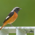 Daurian_Redstart-200201-111MSDCF-FYP05551-W.jpg
