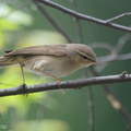 Dusky_Warbler-191225-107MSDCF-FYP09212-W.jpg