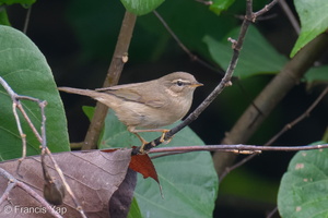 Dusky Warbler-251124-135FRYAP-FYA04788-W.jpg