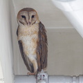 Eastern_Barn_Owl-110129-106EOS7D-IMG_2482-W.jpg