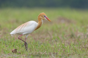 Eastern Cattle Egret-130314-105EOS1D-FY1X8399-W.jpg