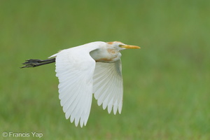 Eastern Cattle Egret-241006-246MSDCF-FYP07593-W.jpg